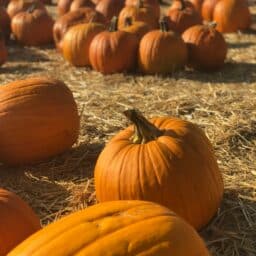 Beautiful day in the pumpkin patch