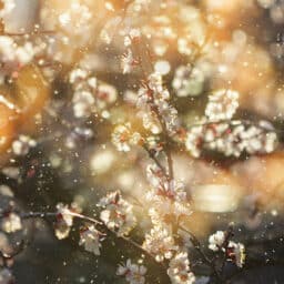 Beautiful white flowers in spring, emitting lots of pollen