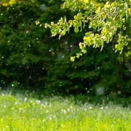 Trees and grass in South Carolina are the biggest contributors to pollen in the air, causing widespread allergies.