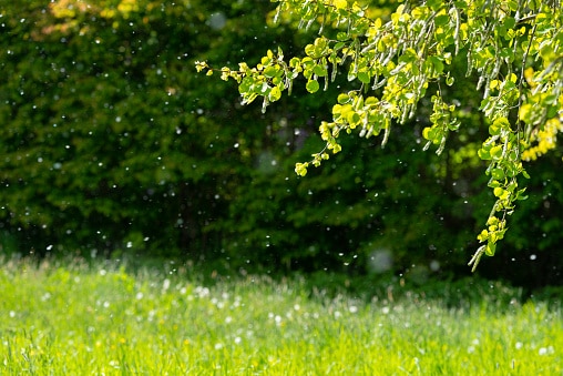 Trees and grass in South Carolina are the biggest contributors to pollen in the air, causing widespread allergies.