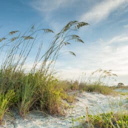 A trail by a marsh, overgrown with grasses and other types of native foliage.