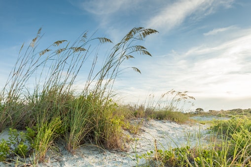 A trail by a marsh, overgrown with grasses and other types of native foliage.